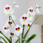 Carica l'immagine nel visualizzatore Galleria, Miltoniopsis Herr Alexander