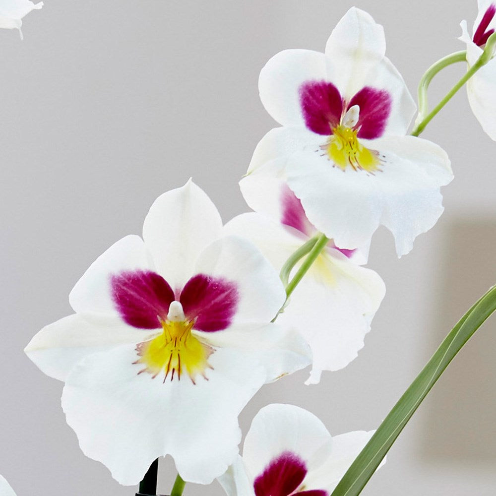 Miltoniopsis Herr Alexander