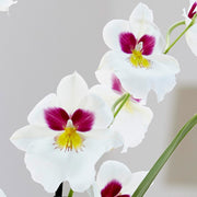 Miltoniopsis Herr Alexander