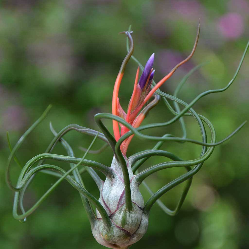Tillandsia bulbosa