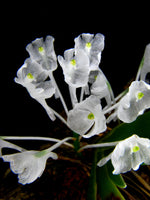 Carica l&#39;immagine nel visualizzatore Galleria, Podangis dactyloceras 
