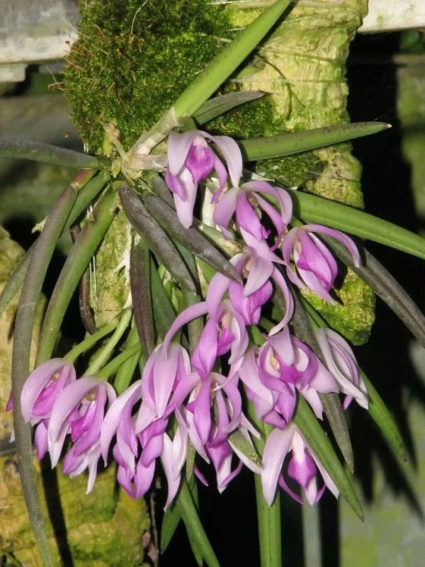 Leptotes pohlitinocoi