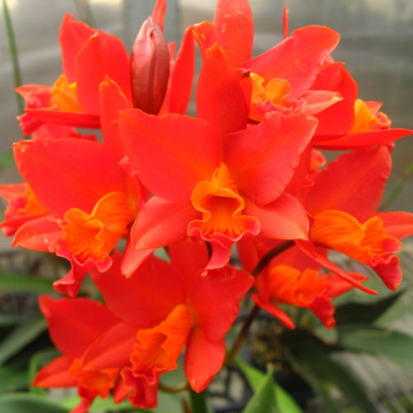 Rhyncattleanthe Shinfong Dawn 'Orange'