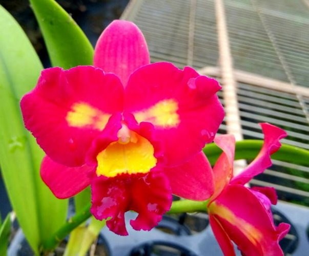 Sophrolaeliocattleya Chaveenum Beauty × Pot. Appha Plas Gold