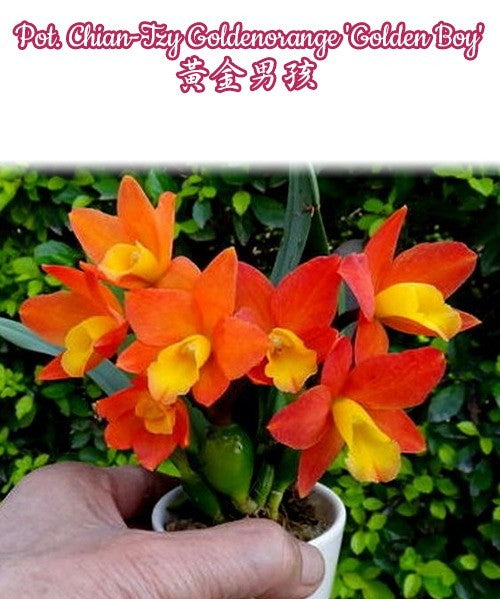 Potinara Chian-Tzy Goldenorange 'Golden Boy'