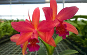 Potinara Tzeng-Wen Free (Pot. Free Spirit × Blc. Tzeng-Wen Beauty)