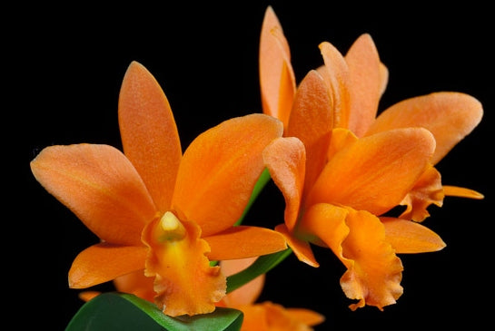 Potinara Young Ming Orange Golden Satisfaction