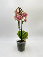 Carica l'immagine nel visualizzatore Galleria, Phalaenopsis Pirate Picotee 'Peloric'