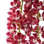 Carica l'immagine nel visualizzatore Galleria, Cymbidium Cascade 'Prem' 