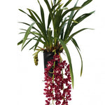 Carica l'immagine nel visualizzatore Galleria, Cymbidium Cascade 'Prem' 