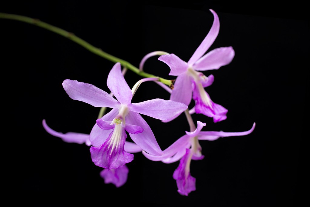 Pseudolaelia corcovandensis