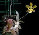 Carica l&#39;immagine nel visualizzatore Galleria, Psychopsiella limminghei
