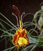 Carica l&#39;immagine nel visualizzatore Galleria, Psychopsis Mariposa &#39;Twins&#39; 
