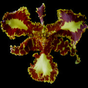 Psychopsis mariposa peloric