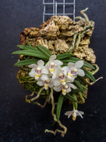 Carica l&#39;immagine nel visualizzatore Galleria, Pteroceras semiteretifolium
