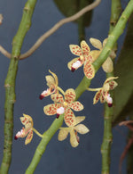 Carica l&#39;immagine nel visualizzatore Galleria, Pteroceras teres

