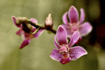 Load image into Gallery viewer, Phalaenopsis San Shia Swan (pulcherrima x finleyi)