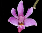 Load image into Gallery viewer, Phalaenopsis San Shia Swan (pulcherrima x finleyi)