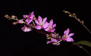 Phalaenopsis San Shia Swan (pulcherrima x finleyi)