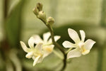 Carica l'immagine nel visualizzatore Galleria, Phalaenopsis San Shia Swan var. alba (pulcherrima x finleyi)