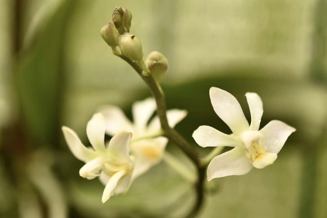 Phalaenopsis San Shia Swan var. alba (pulcherrima x finleyi)