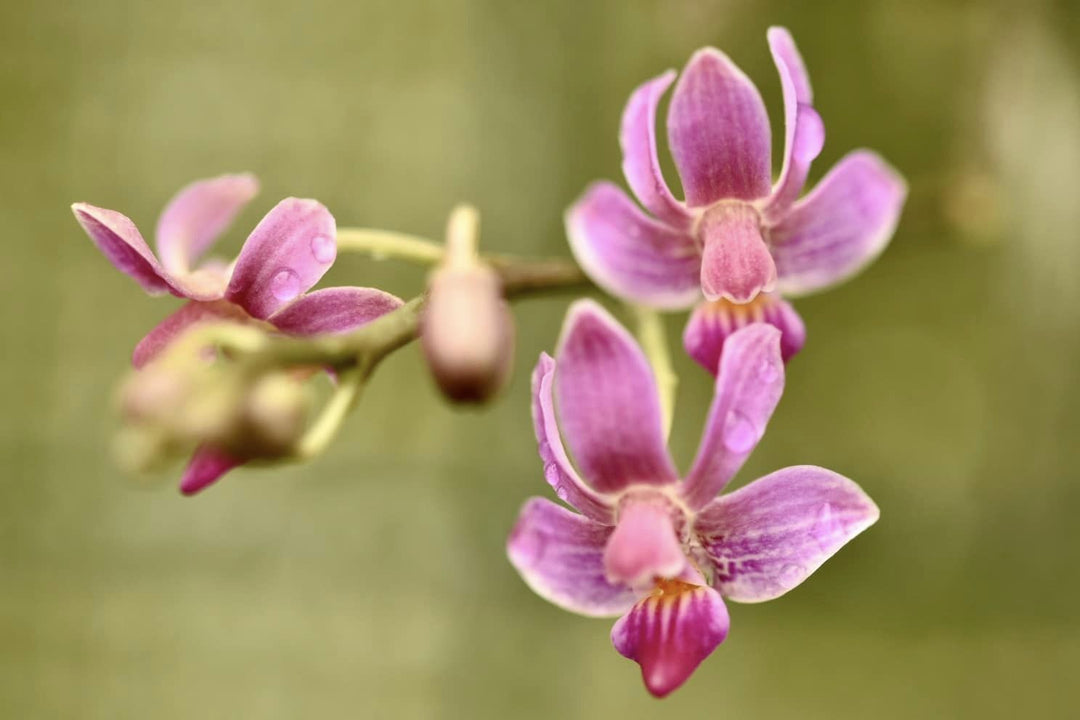 Phalaenopsis San Shia Swan (pulcherrima x finleyi)