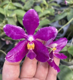 Carica l'immagine nel visualizzatore Galleria, Phalaenopsis pulchra (Big and Dark) Mainshow