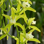 Carica l'immagine nel visualizzatore Galleria, Cymbidium Cascade 'Pumilow' 