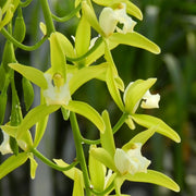 Cymbidium Cascade 'Pumilow' 