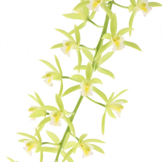 Cymbidium Cascade 'Pumilow' 