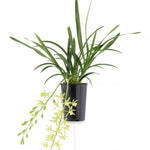 Carica l'immagine nel visualizzatore Galleria, Cymbidium Cascade 'Pumilow' 