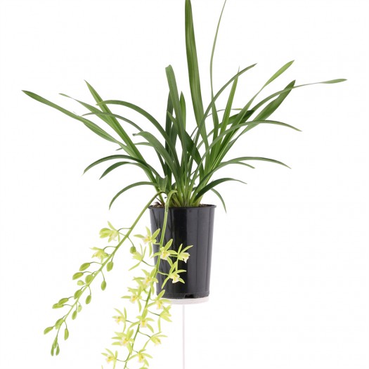 Cymbidium Cascade 'Pumilow' 