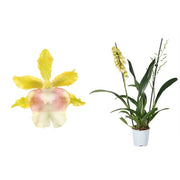 Oncidium Pupukea