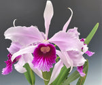 Carica l'immagine nel visualizzatore Galleria, Cattleya (syn. Laelia) purpurata f. rosada