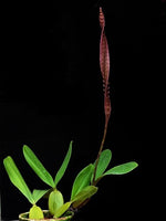 Carica l'immagine nel visualizzatore Galleria, Bulbophyllum purpureorhachis