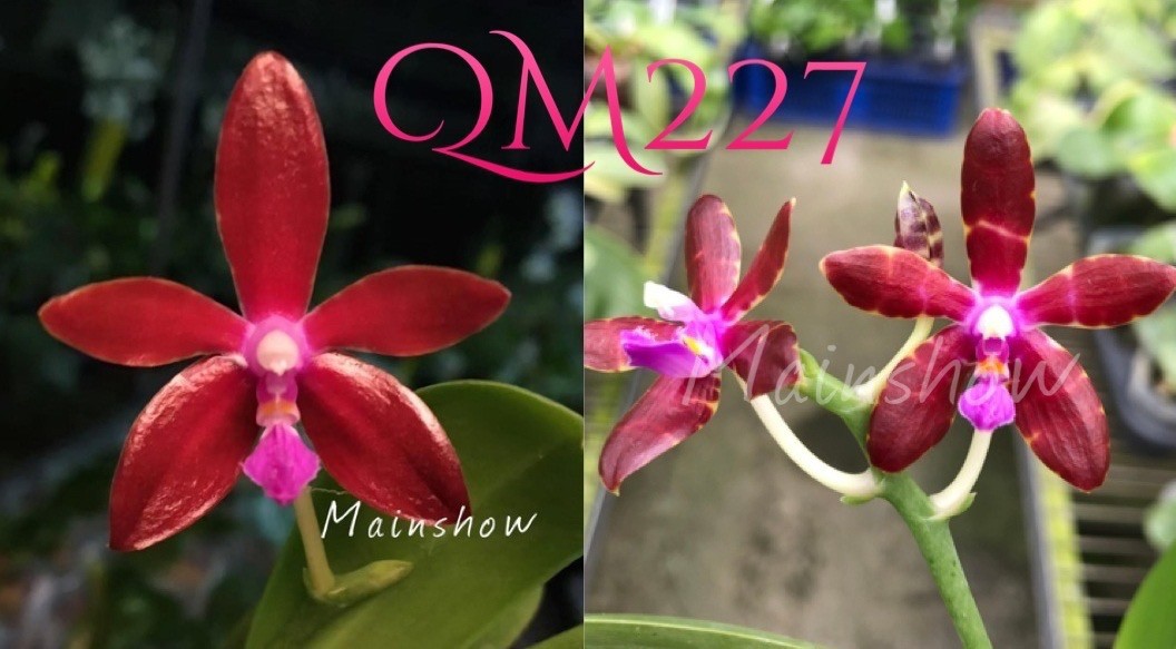 Phalaenopsis bastianii 'Red' Mainshow