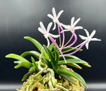 Carica l'immagine nel visualizzatore Galleria, Neofinetia falcata 'Raizan' 雷山