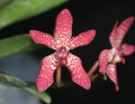 Carica l&#39;immagine nel visualizzatore Galleria, Renanstylis Arizona Star (Renanthera bella × Rhynchostylis gigantea)
