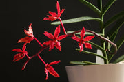 Renanthera bella