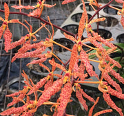 Renanthera monachica × citrina