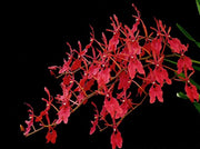 Renanthera storiei