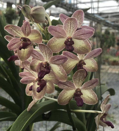 Rhynchostylis gigantea x V. lourdes apostal