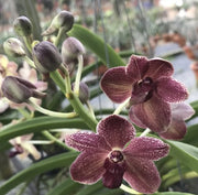 Rhynchostylis gigantea x V. lourdes apostal