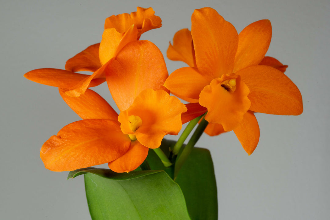 Rhyncattleanthe Hsinying Orange Nugget 'Orange Queen' (Fuch's Orange Nugget x Shinfong Little Sun)