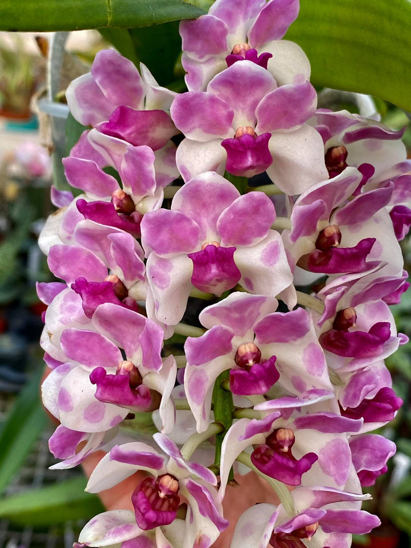 Rhynchostylis gigantea Pink Spot