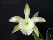 Rhyncholaelia Aristocrat (Rl. digbyana x Rl. glauca)