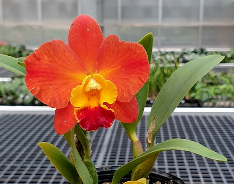Rhyncholaeliocattleya Chief Jewel '元宵' (Rlc. Little Toshie × C. Precious Stones)