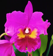 RLC King of Taiwan (Rlc. Bryce Canyon x Rlc. Purple Ruby)