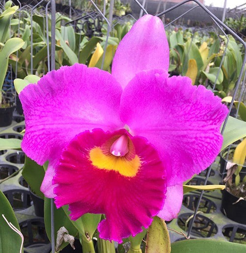Rhyncholaeliocattleya Li Jiuan Dancer '#302'