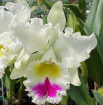 Carica l&#39;immagine nel visualizzatore Galleria, Rhyncholaeliocattleya Liou Hope &#39;Nan Chyu&#39;

